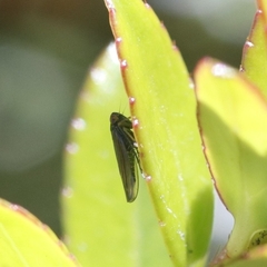 Cicadomorpha