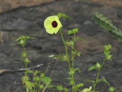 Hibiscus hispidissimus