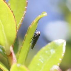 Cicadomorpha