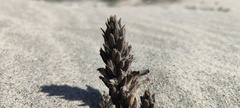 Aphyllon cooperi cooperi