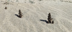 Aphyllon cooperi cooperi