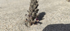 Aphyllon cooperi cooperi