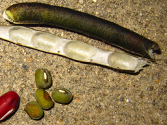 Vigna radiata