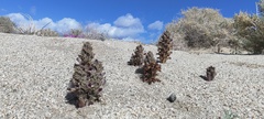Aphyllon cooperi cooperi