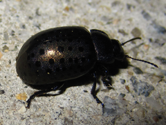 Chrysolina exanthematica
