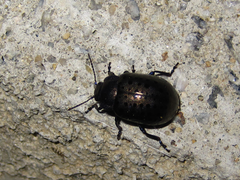 Chrysolina exanthematica