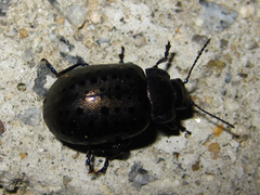 Chrysolina exanthematica