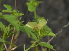Hibiscus hispidissimus