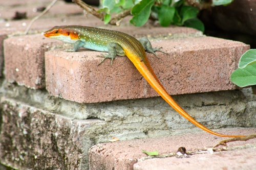 Trachylepis margaritifer