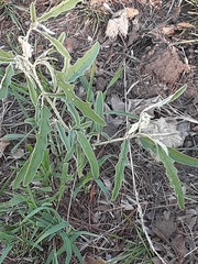 Solanum juvenale
