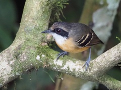 Myrmoborus myotherinus