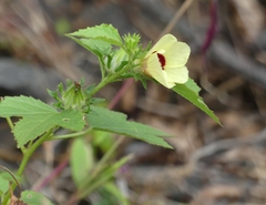 Hibiscus hispidissimus