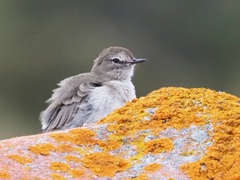 Muscisaxicola alpinus