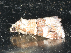 Maliattha amorpha