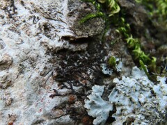 Frullania bolanderi