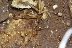 Camponotus festinatus