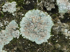 Lepraria cryophila