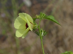 Hibiscus hispidissimus