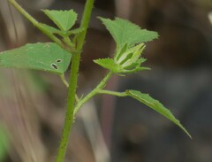 Hibiscus hispidissimus