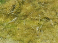Penaeus paulensis