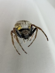 Eriophora ravilla