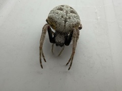 Eriophora ravilla