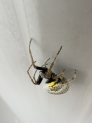 Eriophora ravilla