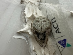 Eriophora ravilla