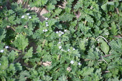 Glandularia quadrangulata