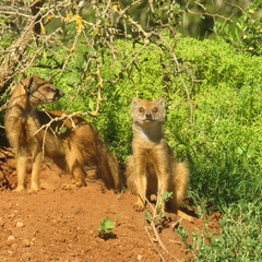 Cynictis penicillata penicillata