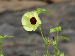 Hibiscus hispidissimus