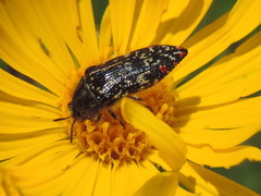 Acmaeodera rubronotata