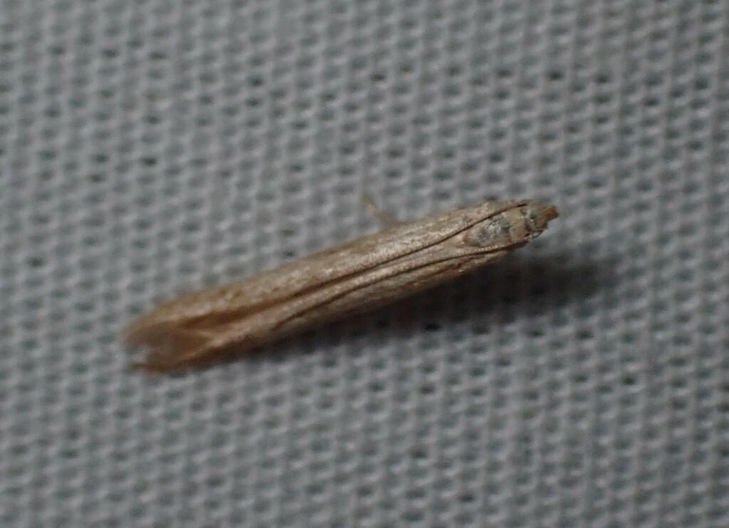 Morning-glory Leafminer Moth from 4 Ronald Ct, Somerville VIC 3912 ...
