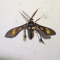 Pseudocharis splendens