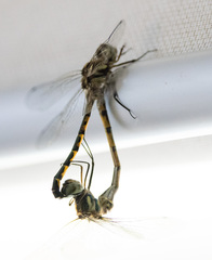 Hemicordulia australiae