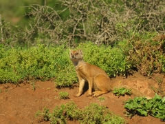 Cynictis penicillata penicillata