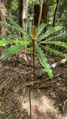 Anopterus macleayanus