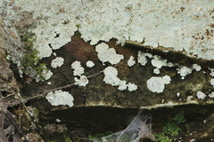 Lepraria cryophila
