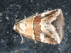 Maliattha amorpha