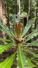 Anopterus macleayanus