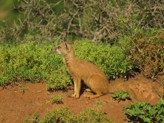Cynictis penicillata penicillata
