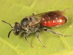 Sphecodes confertus