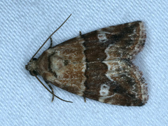 Maliattha amorpha