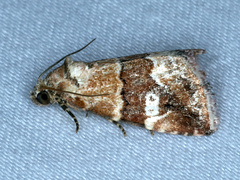 Maliattha amorpha