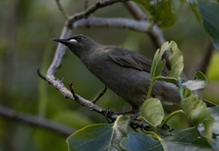 Stomiopera unicolor