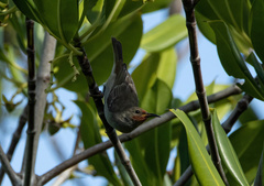 Myzomela erythrocephala