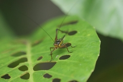 Nisitrus