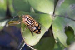 Eristalinus punctulatus