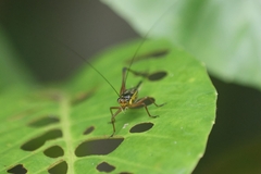 Nisitrus
