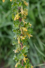 Ribes quercetorum